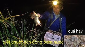 đồng bơm nước chuẩn bị xạ lúa. xiệt ủi về đêm ếch chuột lươn quá hay  bắt ếch đồng 