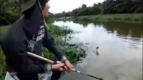 Sinh viên câu được cá BASA khủng 10KG tại sông Vàm cỏ!