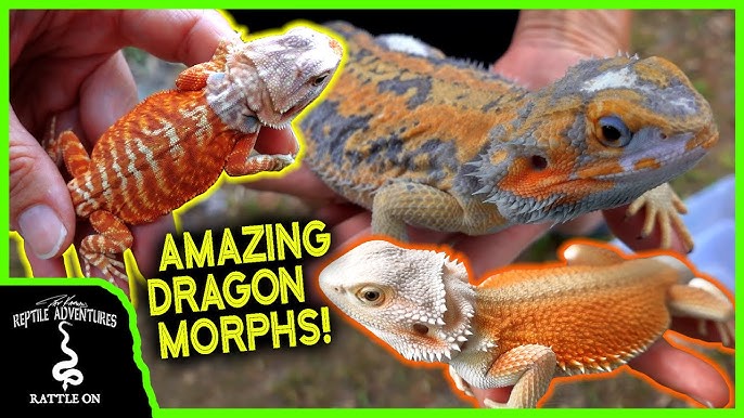 A Beginner's Guide to Bearded Dragon Colors & Morphs – Dragon's Diet