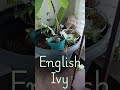 My Plants #abba