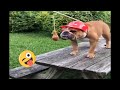 Try not to laugh Funny cats 😹 and dogs 🐶 animals 2022/ 😂😂  #17