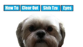 How To Clear Out Shih Tzu Eyes