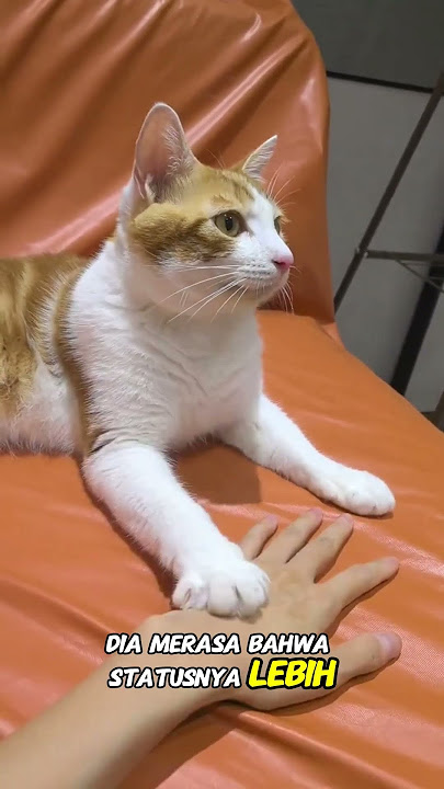 Kucing ini gak mau mengalah sama majikannya😂🤣 #cat #trending #shorts #kucinglucu