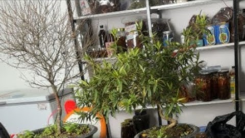 7/12/2025. Hoa đỗ quyên. Nhất chi mai nở tết dương 0942.815.888 đồ ngâm tửu