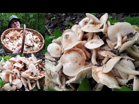 Рядовка майская - целое пастбище! ХВАТИТ СОБИРАТЬ!