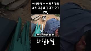 산비탈에 사는 작은개가 안쓰러워 병원 미용샵 갔다가 깜짝 놀람 2부.