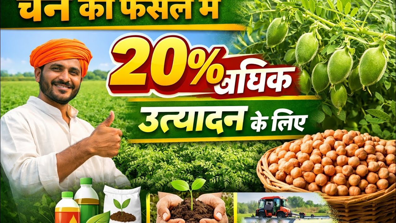 गलती मत✖️ करना! चने🌱 की उपज 20% बढ़ाने का सीक्रेट✅