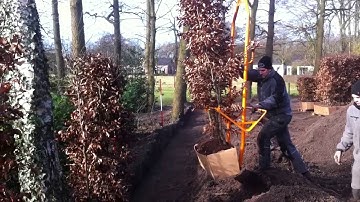 QuickHedge instant hedges - Planting garden