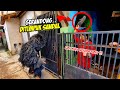 PRANK GERANDONG NGAMUK KELILING RUMAH WARGA ❗❗ KUDA LUMPING BARUDAK CAHYA MADEP 💥 LEMBUR KURING