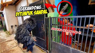 PRANK GERANDONG NGAMUK KELILING RUMAH WARGA ❗❗ KUDA LUMPING BARUDAK CAHYA MADEP 💥 LEMBUR KURING