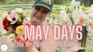 May Days on the Flower Farm // The Last Daffodils // Green Bee Floral Co.