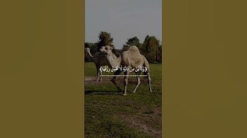 #سورة : النحل |الَّذِينَ صَبَرُوا وَعَلَىٰ رَبِّهِمْ يَتَوَكَّلُونَ🍃🧡