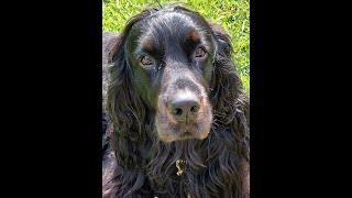 Gordon Setter von der Warbelsburg #42