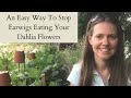 An Easy Way to Prevent Earwigs Eating your Dahlia Flowers