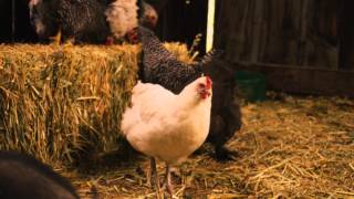 Timber The Treasure Dog Trailer