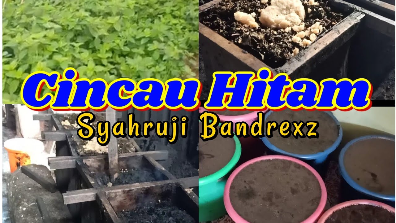 Cincau Hitam 