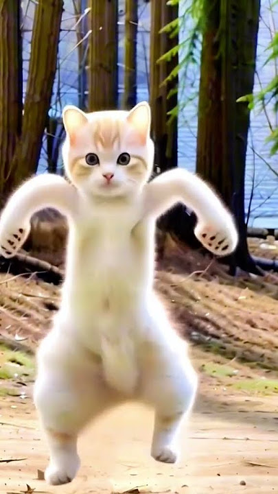 Smart 🐈 cat dance 🤓🤓🤓🤓🤓🤓🤓🤓🤓🤓🤓#petdance #meow #dance #moto #dieunhaylaixemoto