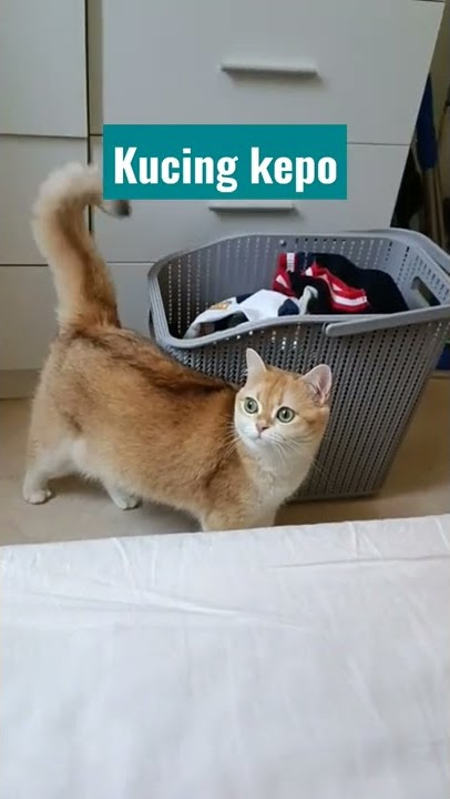 kucing kepo #shorts #videoshort