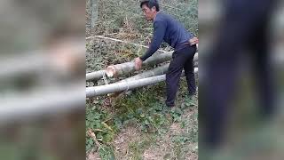 Cut Bamboo from mountain , Bamboo Harvesting