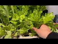 SUNCOZE Hydroponics Growing System Kit with 24W Dimmable Grow Light, 12 Pods Indoor Herb Garden with