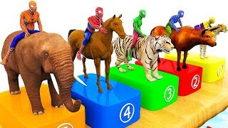 Learn Colors with Spiderman w Wild Animals Swimming Race for Children - Animals Videos fo Kids