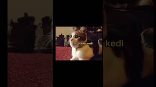 Arı Yutan Köpek Vs Arı Yutan Kedi