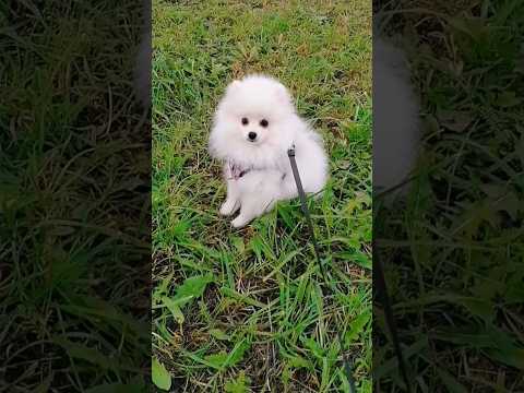 Она сама нас выбрала 🥰 #dog #doglover #dogshorts #собака #щенок #шпиц #animals #funnydogs #cutedog