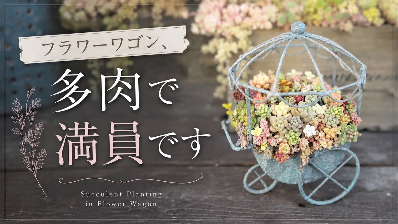 フラワーワゴン、多肉で満員です☺️💕 - YouTube