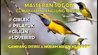 1 Jam Masteran Sogon isian tembakan mewah langsung ngisi dan siap di gantangkan  !!!