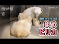 【旭山動物園】まだまだミルク大好き🍼🐻‍❄️ゆめとピリカまま＼2/27は国際ホッキョクグマの日／ [Asahiyama Zoo] Polar bear, Yume and Pirika.