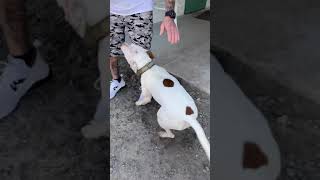 BCSO Bondable Pup Puppy