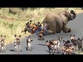 Вот что Происходит в Джунглях, Когда Умирает Слон