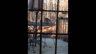 Silly Bird: Female Cardinal Attacking Her Reflection