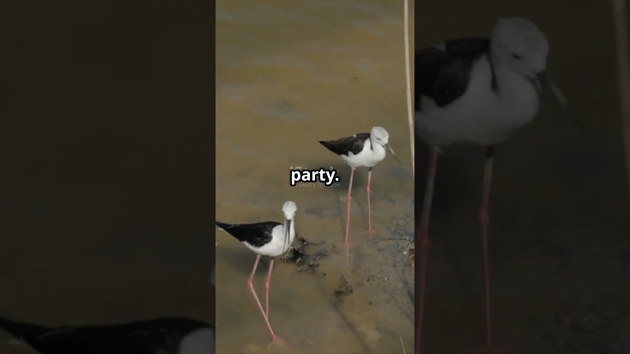 The Graceful Dance of the Black Winged stilt!