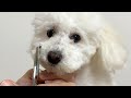 顔ちょいとカットするぞ　【トイプードル】