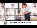 Lowchen Potty Training from World-Famous Dog Trainer Zak George - How to Potty Train a Lowchen Puppy