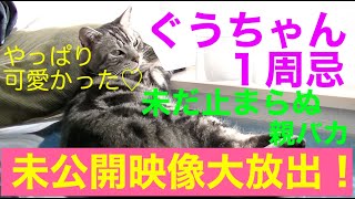 【猫記録708】ぐうちゃん周忌