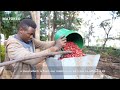 The Success Story Of George Ndege An Agroecological Farmer In Karatu Agroecology MVIWAARUSHA