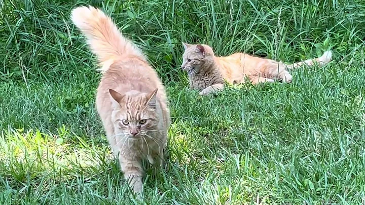 Video 2746421: siberian cat fights, siberian cat enjoying, siberian cat playing, cat enjoying sun, ginger cat playing, catplaying