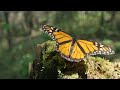 Monarch Butterfly Life Cycle and Behavior