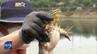 BULLFROGS EVADE NATURAL HABITAT (News Today) l KBS WORLD TV 210823
