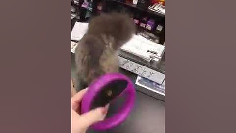 How to scan for a microchip using Halo Microchip Scanner