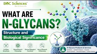 What Are N-Glycans? Structure and Biological Significance Explained - BOC Sciences