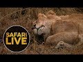 safariLIVE - Sunrise Safari - August 10, 2018