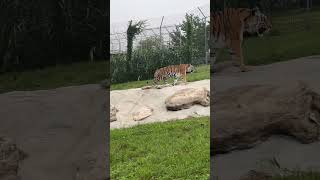 Miles the tiger casually meanders up the hill to her cozy den, patiently anticipating dinner time!