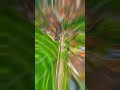 Guess the Movie bgm short video