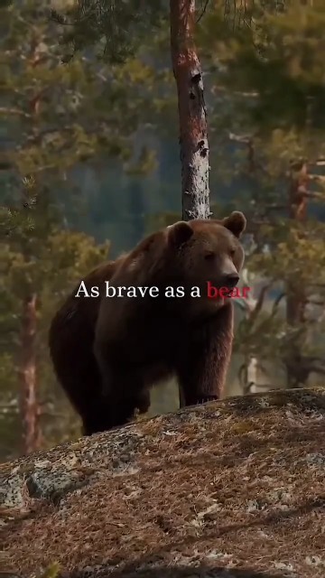 free as a bird#song#lyrics#a #animals#cute