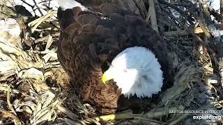 Decorah Eagles 2-25-23, 3:43 pm 1st egg for HM \& HD!