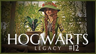 Hogwarts Legacy - Episode #12 | Gameplay with Soft Spoken Commentary