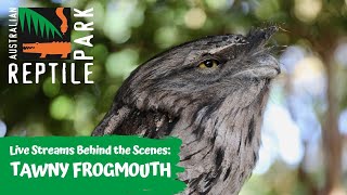 LIVE WITH TAWNY FROGMOUTHS | AUSTRALIAN REPTILE PARK